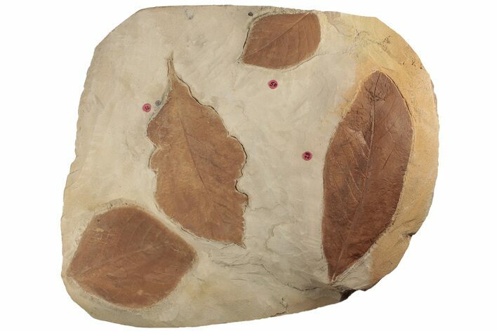 Four Orange Fossil Leaves on Rock ( species) - Montana #189032